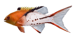 LYRETAIL HOGFISH