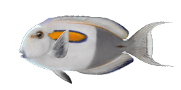 ORANGESPOT SURGEONFISH