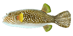 RETICULATED PUFFERFISH