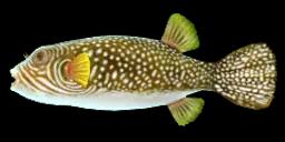 RETICULATED PUFFERFISH