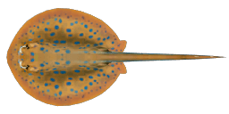 RIBBONTAIL STINGRAY