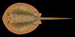 RIBBONTAIL STINGRAY