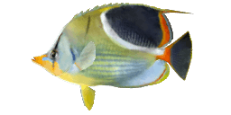 SADDLE BUTTERFLYFISH