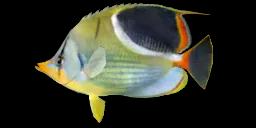 SADDLE BUTTERFLYFISH