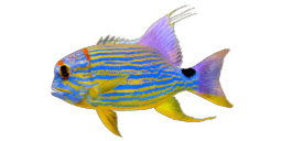 SAILFIN SNAPPER