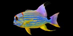 SAILFIN SNAPPER