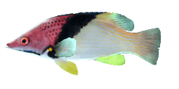 SPLITLEVEL HOGFISH