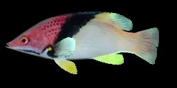 SPLITLEVEL HOGFISH