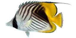 THREADFIN BUTTERFLYFISH