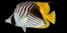 THREADFIN BUTTERFLYFISH