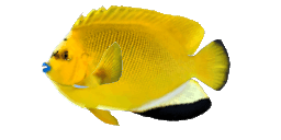 THREESPOT ANGELFISH