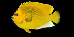 THREESPOT ANGELFISH