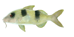 TWO-BANDED GOATFISH