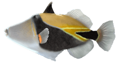 WEDGE-TAIL TRIGGERFISH