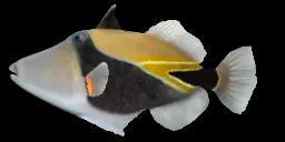 WEDGE-TAIL TRIGGERFISH