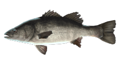 CREOLE PERCH