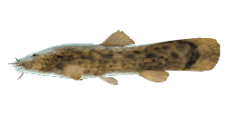 MOUNTAIN CATFISH