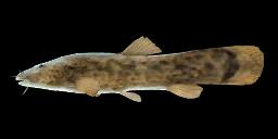 MOUNTAIN CATFISH