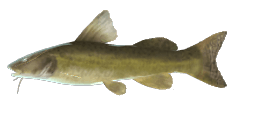 PATAGONIAN CATFISH