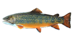 PATAGONIAN TROUT