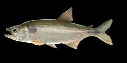 PIKE CHARACIN