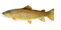 SEA TROUT