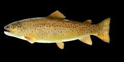 SEA TROUT