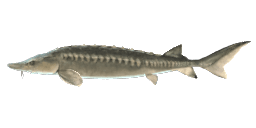 ADRIATIC STURGEON