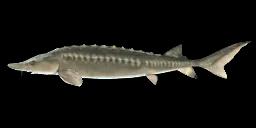 ADRIATIC STURGEON