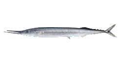 ATLANTIC SAURY