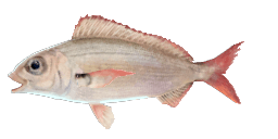 AXILLARY SEABREAM