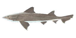 BLACKSPOTTED SMOOTH-HOUND