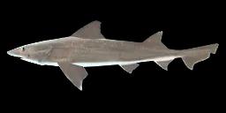 BLACKSPOTTED SMOOTH-HOUND