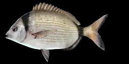 COMMON TWO-BANDED SEABREAM