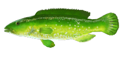 GREEN WRASSE