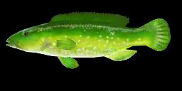 GREEN WRASSE