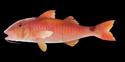 RED MULLET