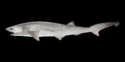 SHARPNOSE SEVENGILL SHARK