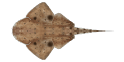 SMOOTHBACK ANGELSHARK