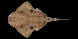 SMOOTHBACK ANGELSHARK