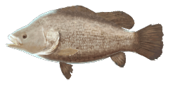 TRIPLETAIL