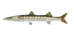 YELLOWMOUTH BARRACUDA