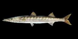 YELLOWMOUTH BARRACUDA