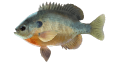 SAGINAW BLUEGILL