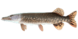 SAGINAW MUSKELLUNGE