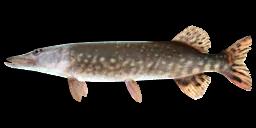 SAGINAW MUSKELLUNGE