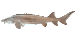 SAGINAW STURGEON