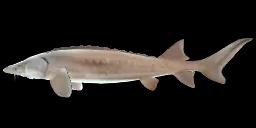 SAGINAW STURGEON