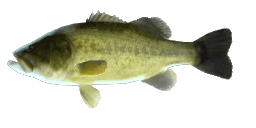 SAGINAW LARGEMOUTH BASS