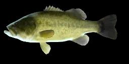 SAGINAW LARGEMOUTH BASS